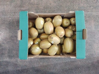 Foto Kiwi Hayward Calibro 23 Marchio Battaglio     3